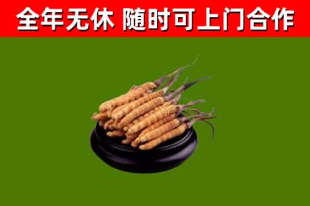 扶余回收散虫草